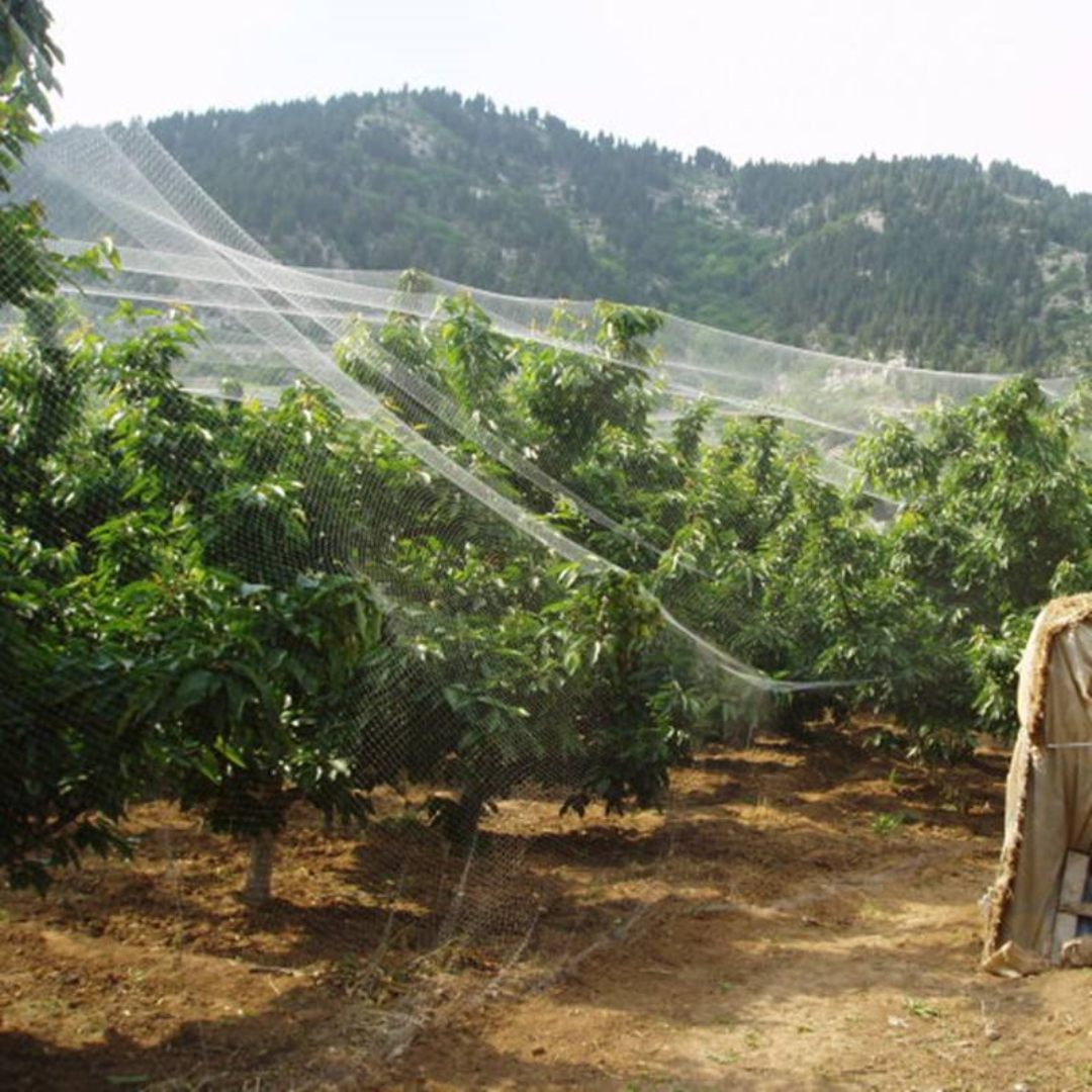 Aplicação de rede anti-pássaros em árvores frutíferas