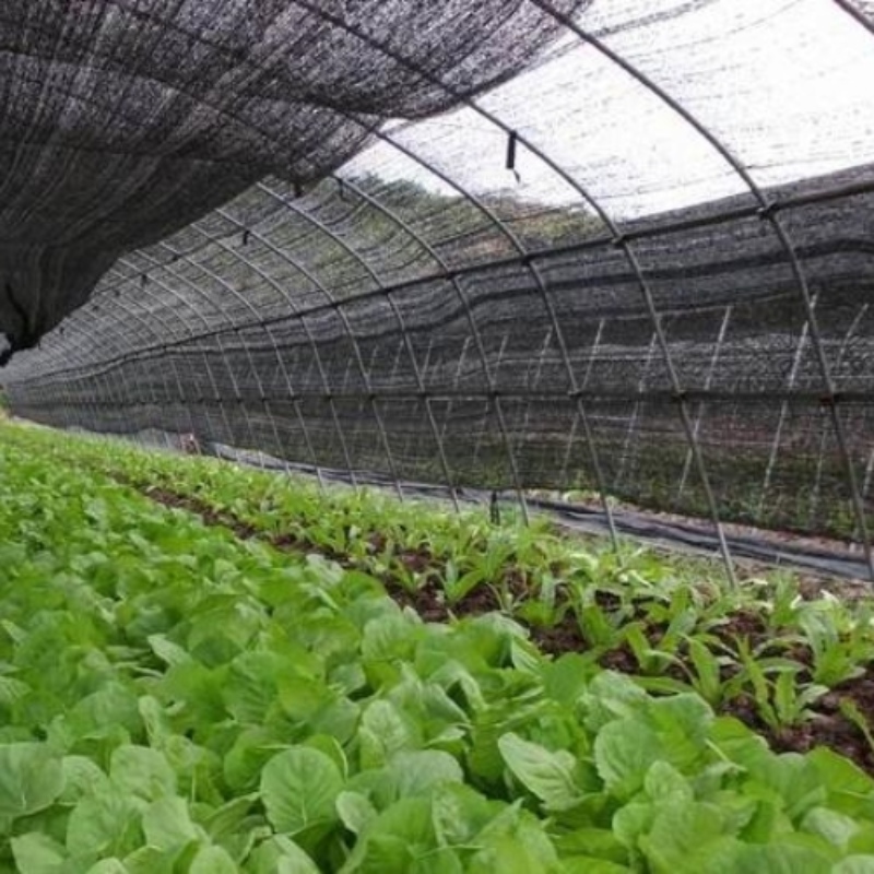 Aplicação de Shade Net no Outono e Inverno