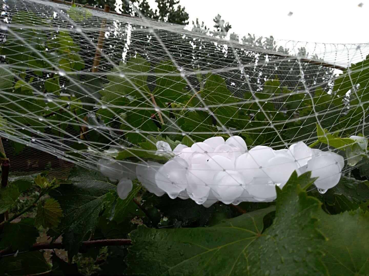 Rede Agrícola Anti Granizo