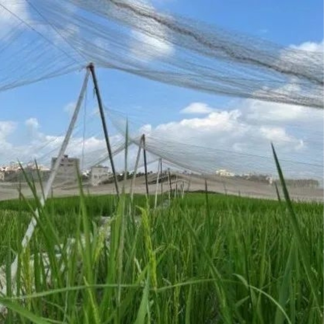 Rede anti-pássaros para campo de arroz