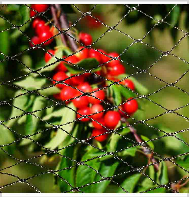 Rede anti-pássaros para frutas